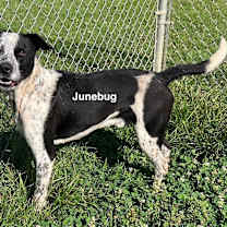 Thumbnail photo of Junebug #1