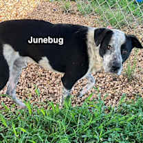 Thumbnail photo of Junebug #4