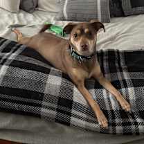 Thumbnail photo of Copper #1