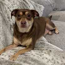 Thumbnail photo of Copper #4