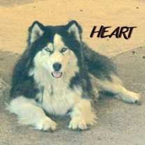 Thumbnail photo of Hank #1