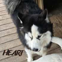 Thumbnail photo of Hank #3