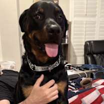 adopt-pet