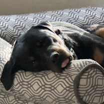 Thumbnail photo of Wilcox #2