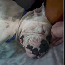 Thumbnail photo of Bishop Oreo #3