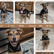 adopt-pet