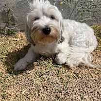 Thumbnail photo of Sweetie #4