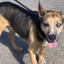 Thumbnail photo of Clint/Snoopy #1