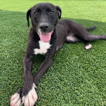 Thumbnail photo of Lisette #1