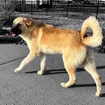 Thumbnail photo of Oliver #3