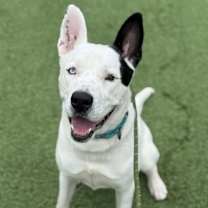 Thumbnail photo of Dougie #2