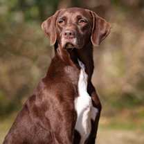 Thumbnail photo of Daisy #1