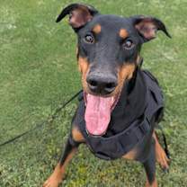 adopt-pet