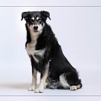 adopt-pet