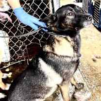 Thumbnail photo of Rose #2