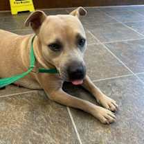 Thumbnail photo of Poppy #2