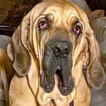 Thumbnail photo of Taarna #1