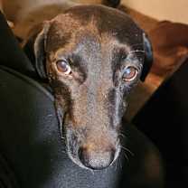 Thumbnail photo of Koko AKA lovebug RE #1