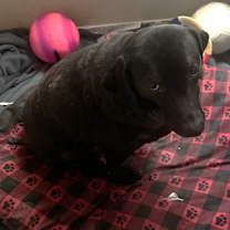 Thumbnail photo of Koko AKA lovebug RE #2
