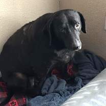 Thumbnail photo of Koko AKA lovebug RE #3