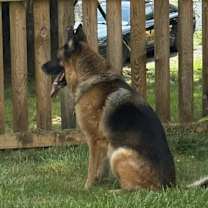 Thumbnail photo of Apache #2