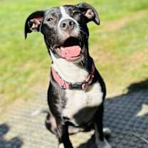 Thumbnail photo of Sissy #1