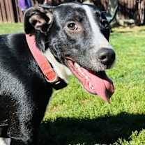 Thumbnail photo of Sissy #2