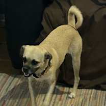 adopt-pet