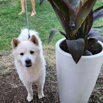 adopt-pet