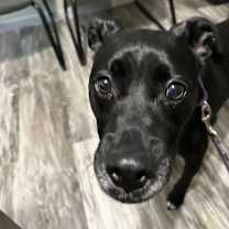 Thumbnail photo of Luna #2