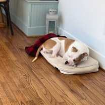 Thumbnail photo of Bitsy #2