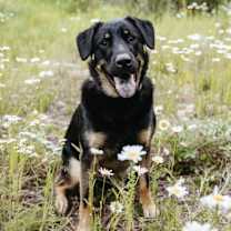 Thumbnail photo of Tillie #1