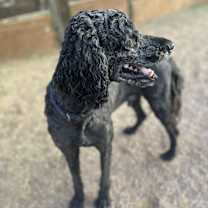 adopt-pet