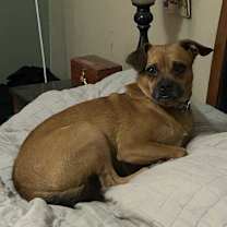 adopt-pet