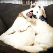 Thumbnail photo of Blancita  #2