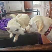 Thumbnail photo of Blancita  #3