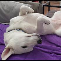 Thumbnail photo of Blancita  #4