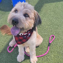 adopt-pet
