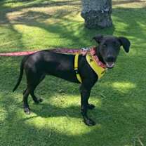 Thumbnail photo of Roma #2