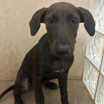 Thumbnail photo of Roma #3