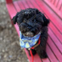 Thumbnail photo of Cole #1