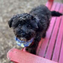 Thumbnail photo of Cole #2