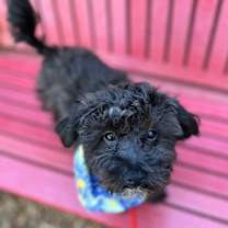 Thumbnail photo of Cole #3