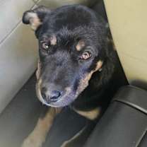 Thumbnail photo of Hazel #1