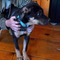 Thumbnail photo of Hazel #2