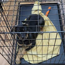 Thumbnail photo of Hazel #3