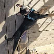 Thumbnail photo of Hazel #4