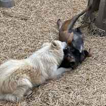 Thumbnail photo of Don Juan #4