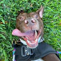 Thumbnail photo of JACKSON #4