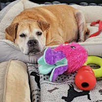 Thumbnail photo of Daisy #2
